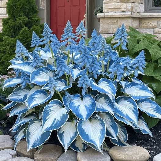 🔥Last Day: BUY 2 GET 1 FREE - 🍃Rare Hosta Seeds(🌿1 pack = 100 Seeds)