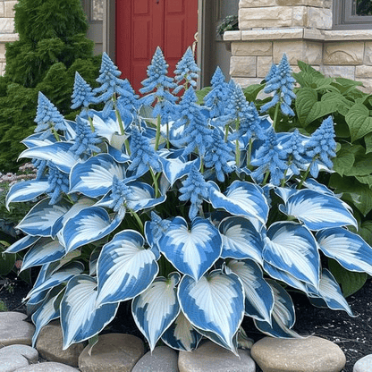 🔥Last Day: BUY 2 GET 1 FREE - 🍃Rare Hosta Seeds(🌿1 pack = 100 Seeds)