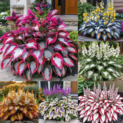 🌈🔥 Limited Edition Rainbow Flame Hostas -Rare Multicolor Foliage, Exclusive to Our Store 🌸