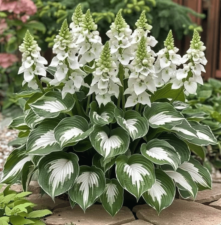 🔥Last Day: BUY 2 GET 1 FREE - 🍃Rare Hosta Seeds(🌿1 pack = 100 Seeds)