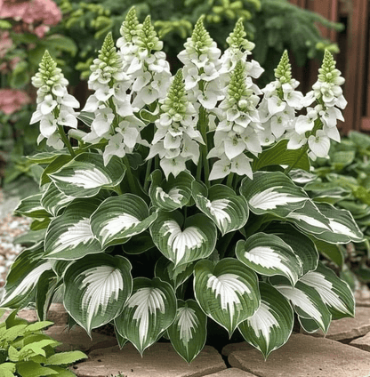 🔥Last Day: BUY 2 GET 1 FREE - 🍃Rare Hosta Seeds(🌿1 pack = 100 Seeds)