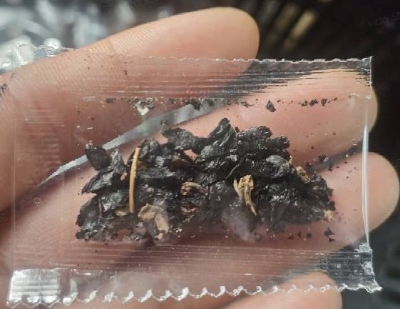 🔥Last Day: BUY 2 GET 1 FREE - 🍃Rare Hosta Seeds(🌿1 pack = 100 Seeds)