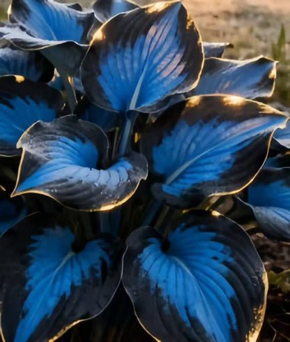 🌈🔥 Limited Edition Rainbow Flame Hostas -Rare Multicolor Foliage, Exclusive to Our Store 🌸