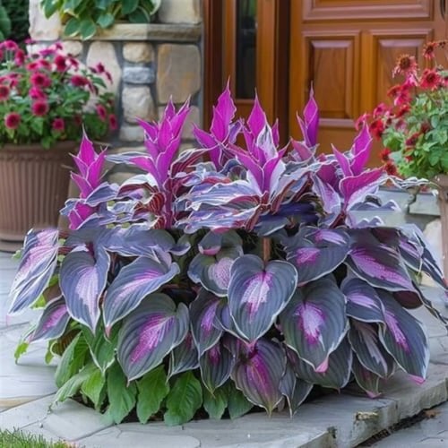 🌈🔥 Limited Edition Rainbow Flame Hostas -Rare Multicolor Foliage, Exclusive to Our Store 🌸