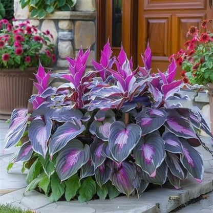 🌈🔥 Limited Edition Rainbow Flame Hostas -Rare Multicolor Foliage, Exclusive to Our Store 🌸