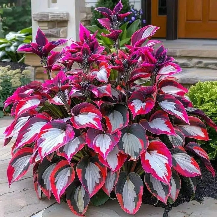 🔥Last Day: BUY 2 GET 1 FREE - 🍃Rare Hosta Seeds(🌿1 pack = 100 Seeds)