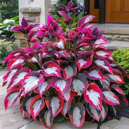 🔥Last Day: BUY 2 GET 1 FREE - 🍃Rare Hosta Seeds(🌿1 pack = 100 Seeds)