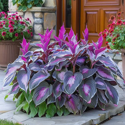 🔥Last Day: BUY 2 GET 1 FREE - 🍃Rare Hosta Seeds(🌿1 pack = 100 Seeds)