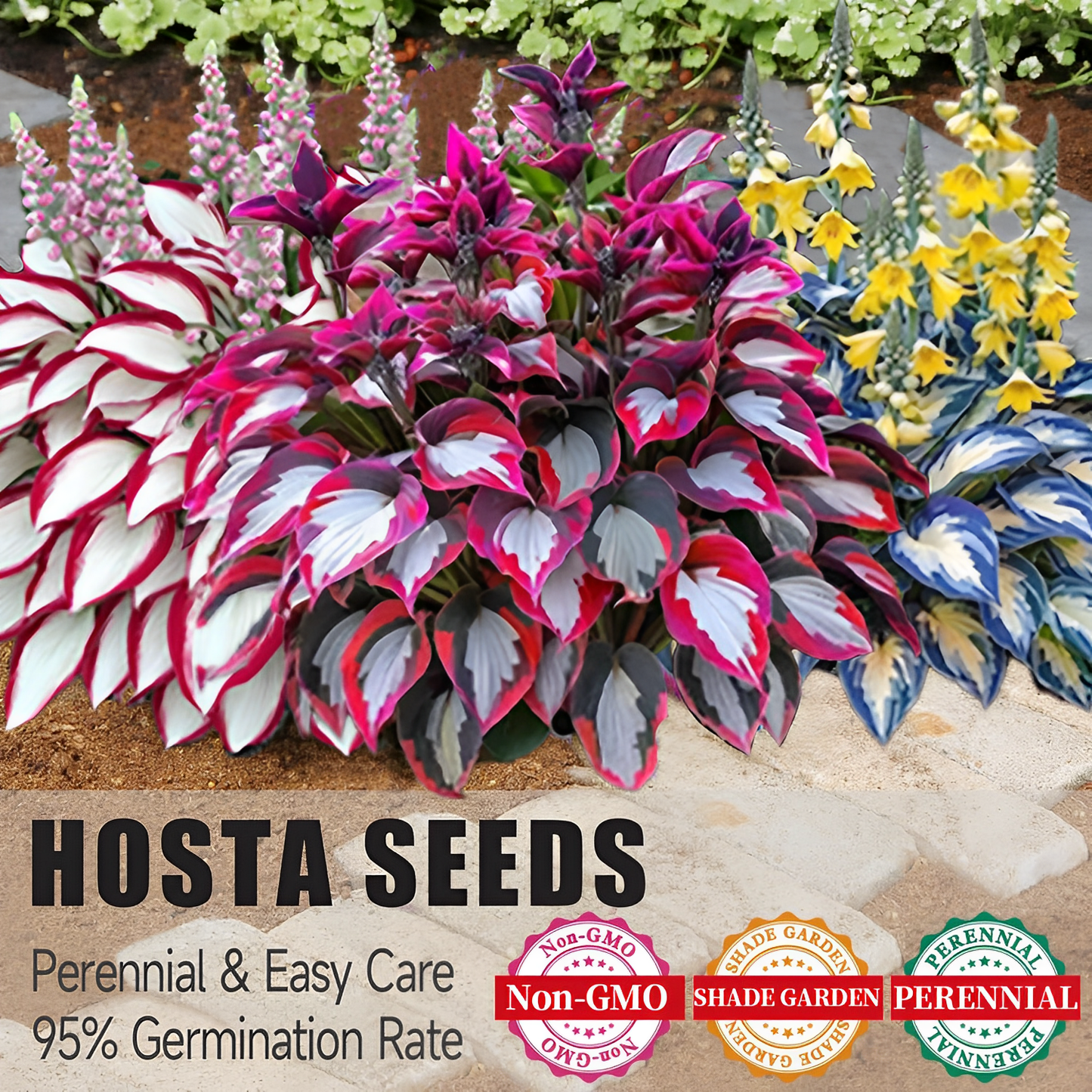 🌈🔥 Limited Edition Rainbow Flame Hostas -Rare Multicolor Foliage, Exclusive to Our Store 🌸