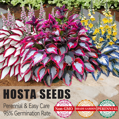 🌈🔥 Limited Edition Rainbow Flame Hostas -Rare Multicolor Foliage, Exclusive to Our Store 🌸