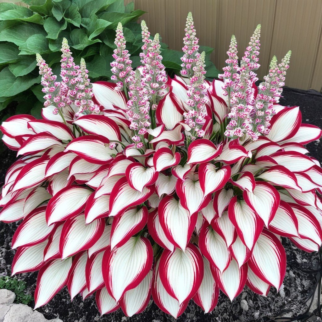 🔥Last Day: BUY 2 GET 1 FREE - 🍃Rare Hosta Seeds(🌿1 pack = 100 Seeds)