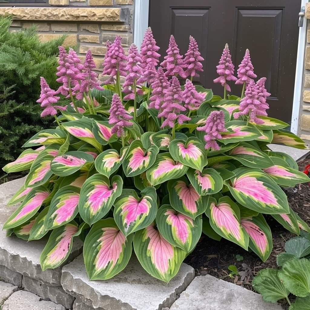 🔥Last Day: BUY 2 GET 1 FREE - 🍃Rare Hosta Seeds(🌿1 pack = 100 Seeds)