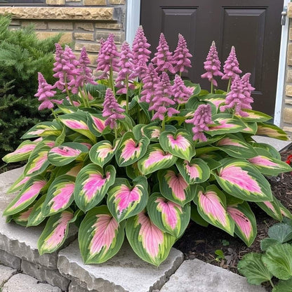 🔥Last Day: BUY 2 GET 1 FREE - 🍃Rare Hosta Seeds(🌿1 pack = 100 Seeds)