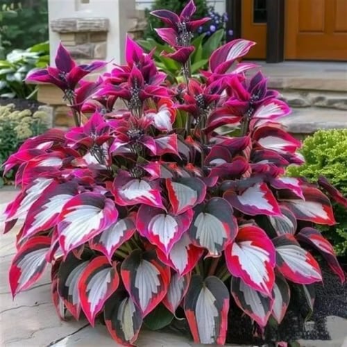 🌈🔥 Limited Edition Rainbow Flame Hostas -Rare Multicolor Foliage, Exclusive to Our Store 🌸