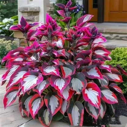 🌈🔥 Limited Edition Rainbow Flame Hostas -Rare Multicolor Foliage, Exclusive to Our Store 🌸