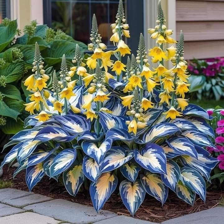 🔥Last Day: BUY 2 GET 1 FREE - 🍃Rare Hosta Seeds(🌿1 pack = 100 Seeds)