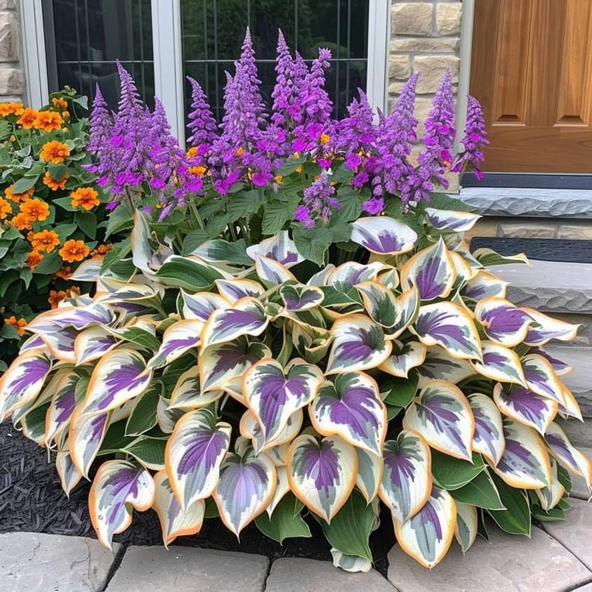 🔥Last Day: BUY 2 GET 1 FREE - 🍃Rare Hosta Seeds(🌿1 pack = 100 Seeds)