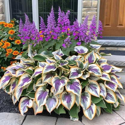 🔥Last Day: BUY 2 GET 1 FREE - 🍃Rare Hosta Seeds(🌿1 pack = 100 Seeds)
