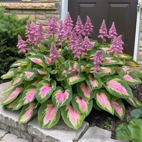 🌈🔥 Limited Edition Rainbow Flame Hostas -Rare Multicolor Foliage, Exclusive to Our Store 🌸